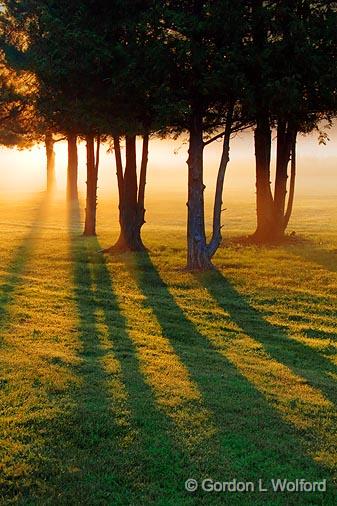 Trees In Misty Sunrise_21448.jpg - Photographed near Smiths Falls, Ontario, Canada.